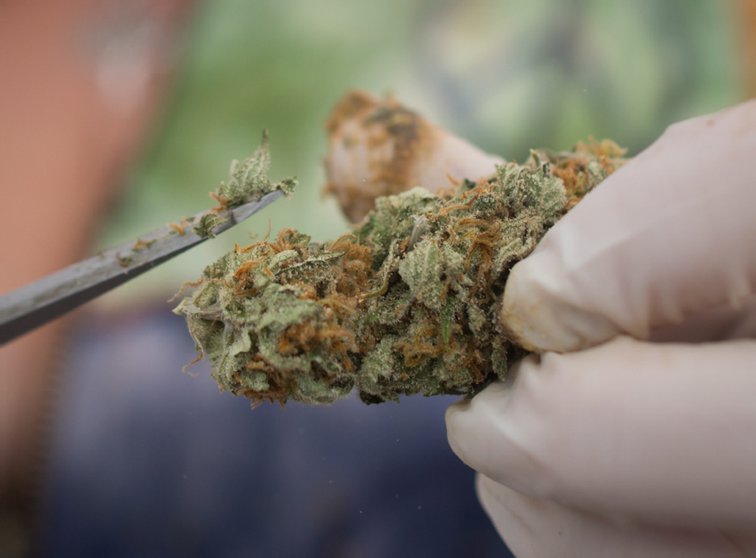Imaginea articolului Încă un stat american a legalizat vânzarea de marijuana în scop recreativ. Consumatorii au luat cu asalt magazinele