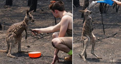 Imaginea articolului Dezastrul climatic din Australia: Momentul în care un cangur ars cere ajutorul unui adolescent. FOTO