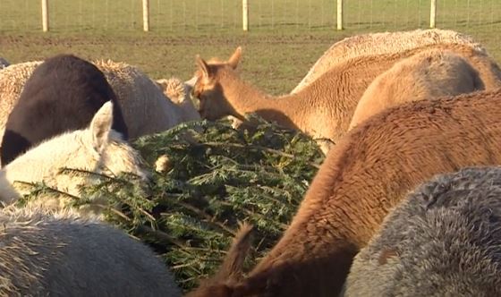 Imaginea articolului VIDEO: O turmă de alpaca devorează brazi de Crăciun donaţi