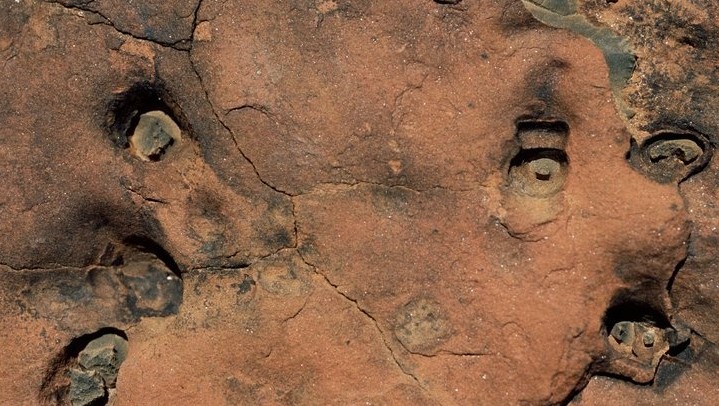 Imaginea articolului Unde au fost descoperite intestinele celui mai vechi animal de pe planetă. Creatura a trăit în urmă cu 550 de milioane de ani