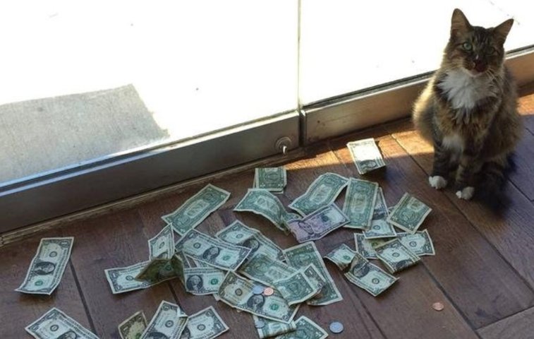 Imaginea articolului O pisică a fost adusă într-un birou pentru a prinde şoarecii, dar a început să aducă mulţi bani, în schimb | GALERIE FOTO