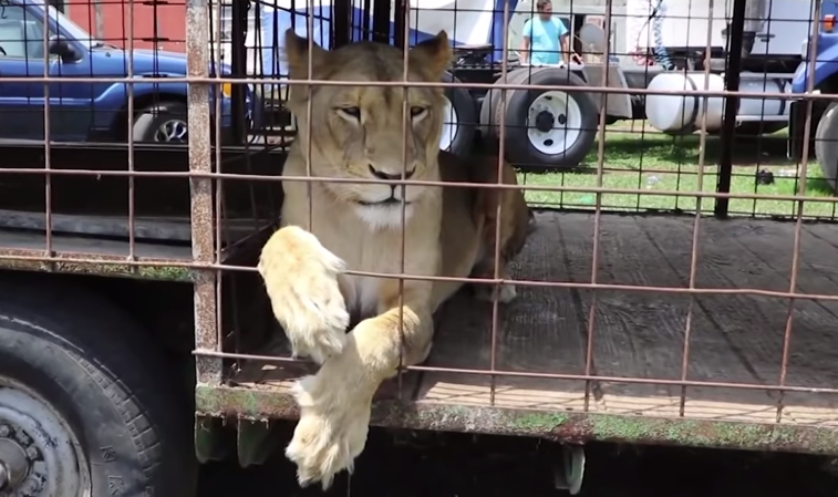 Imaginea articolului VIDEO: Reacţia unor tigri care fac primii paşi în libertate după o viaţă petrecută în captivitate