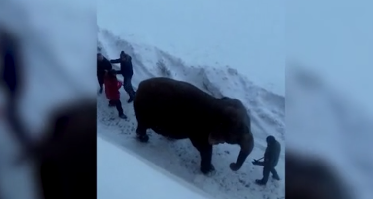 Imaginea articolului VIDEO: Doi elefanţi au evadat de la un circ ca să se joace, în zăpadă, pe străzile Rusiei. Cum au fost prinşi