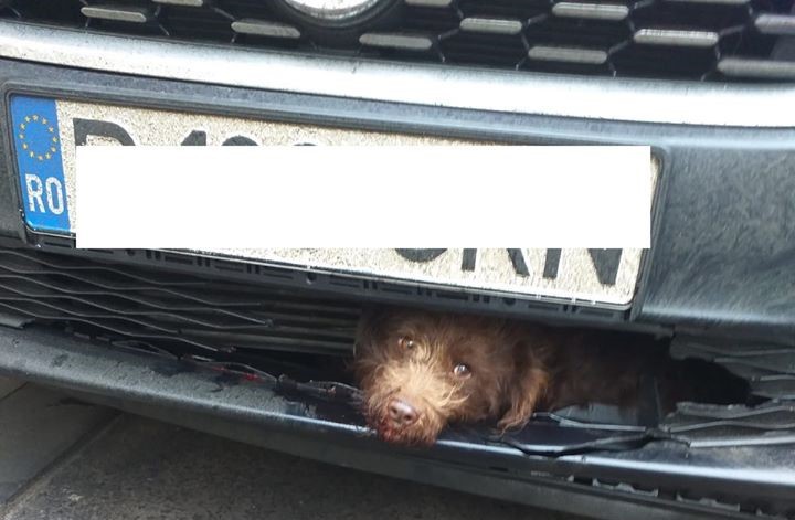 Imaginea articolului Un căţel, care a traversat „neregulamentar” în Cluj, s-a „ascuns” în bara de protecţie a unei maşini | FOTO
