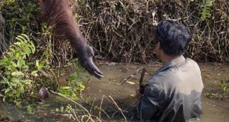 Imaginea articolului Gestul eroic al unui urangutan. A încercat să salveze un bărbat dintr-un râu infestat cu şerpi veninoşi. FOTO