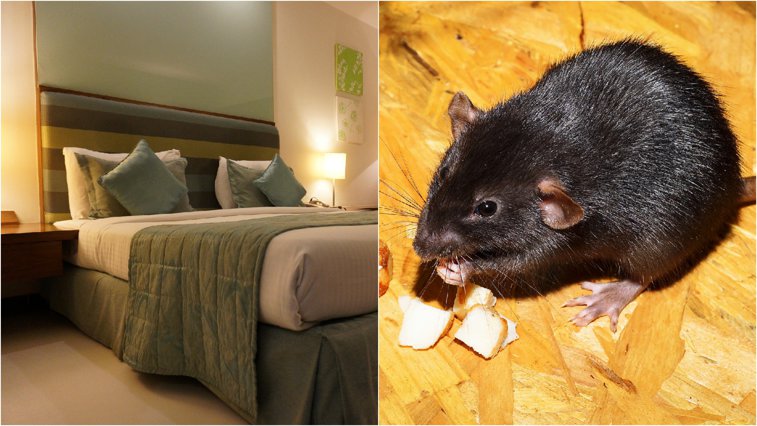 Imaginea articolului Metoda ingenioasă, bazată pe şobolani, folosită de un bărbat pentru a sta gratuit la hoteluri