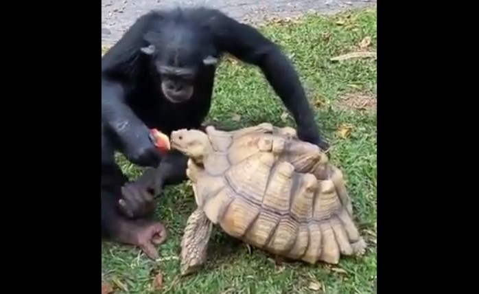 Imaginea articolului VIDEO: Momentul când un cimpanzeu împarte un măr cu o ţestoasă