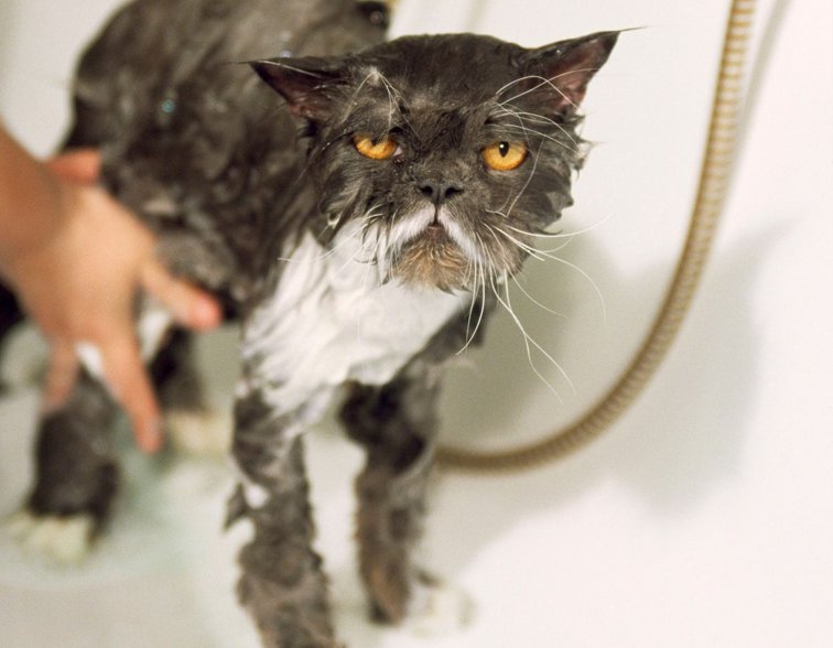 Imaginea articolului Nu dezinfecta animalul tău de companie cu gel hidroalcoolic, detergent sau alţi dezinfectanţi chimici
