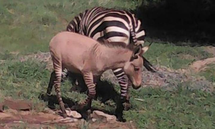 Imaginea articolului Un pui hibrid de zebră şi măgar s-a născut într-un parc naţional din Kenya
