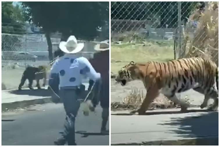 Imaginea articolului Scene desprinse din ”Tiger King” pe străzile din Guadalajara: Trei bărbaţi, în urmărirea unui tigru evadat | VIDEO