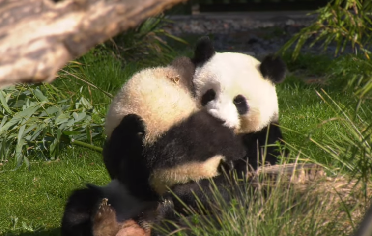 Imaginea articolului VIDEO. Cum se distrează panda Pit cu mama sa, Meng Meng, la Zoo Berlin. Clipul a devenit viral