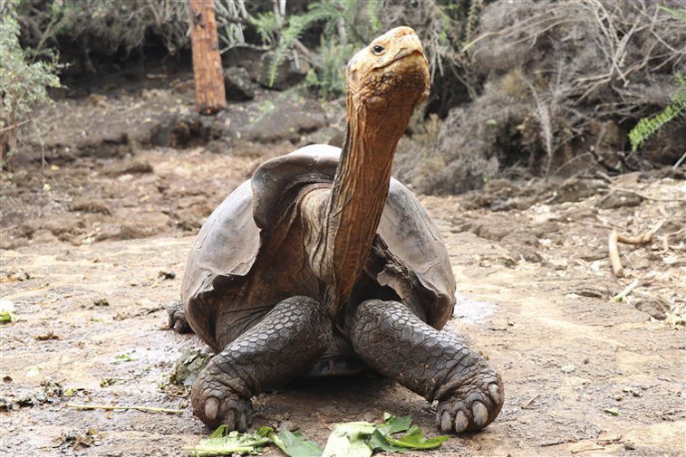 Imaginea articolului Diego, ţestoasa care şi-a salvat specia de la extincţie, iese la pensie