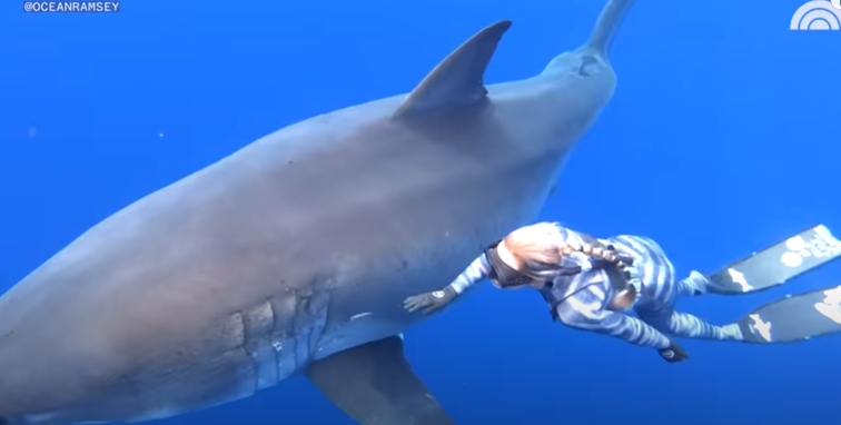 Imaginea articolului VIDEO | Întâlnire fascinantă între om şi rechin.  Ecologista Ocean Ramsey a făcut o comparaţie uluitoare