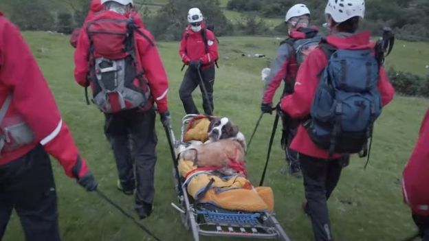 Imaginea articolului Operaţiune de salvare pentru un Saint Bernard. Câinele se prăbuşise pe cel mai înalt munte din Anglia
