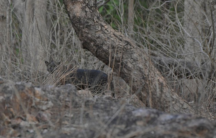 Imaginea articolului GALERIE FOTO Imagini rare cu un leopard negru au fost surprinse în India
