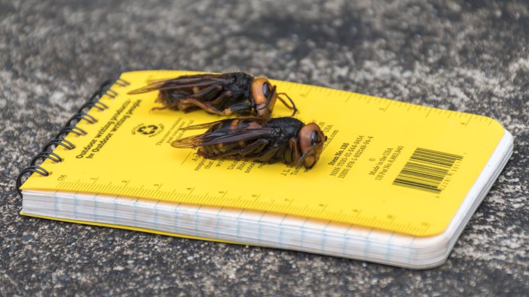 Imaginea articolului Specialiştii americani au capturat prima viespe-gigant asiatică. Insecta reprezintă o ameninţare pentru oameni