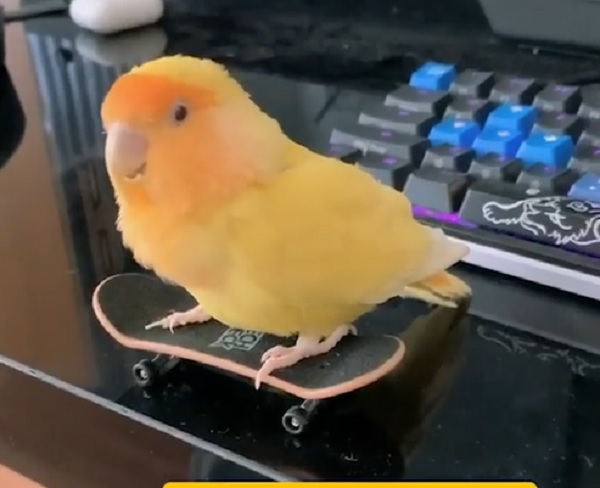 Imaginea articolului Un papagal îţi arată cum să practici skateboardingul VIDEO
