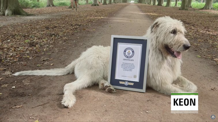 Imaginea articolului Keon este câinele cu cea mai lungă coadă din lume