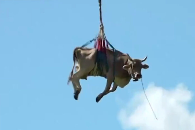 Imaginea articolului VIDEO | Cu vaca în elicopter