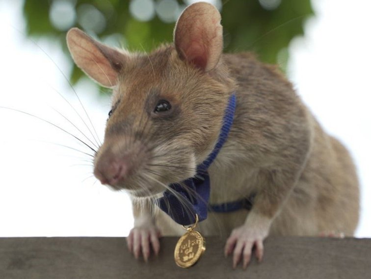 Imaginea articolului Un şobolan uriaş african, antrenat să detecteze mine terestre, a fost decorat cu medalia de aur pentru vitejie. Fă cunoştiinţă cu Magawa
