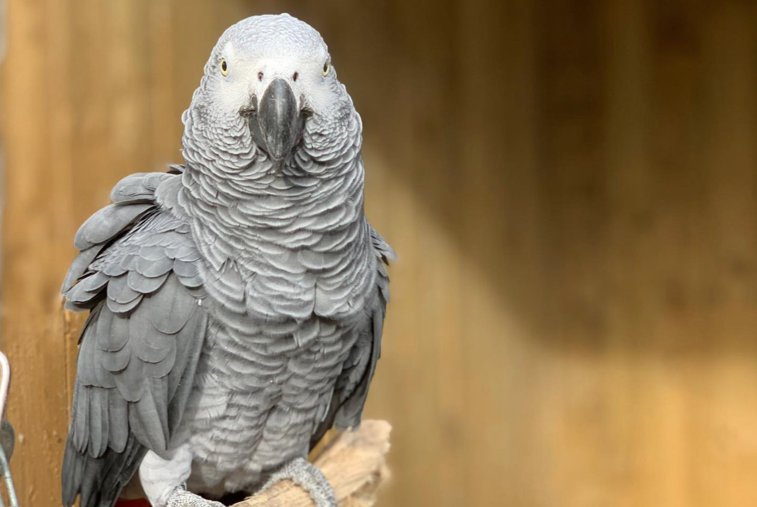 Imaginea articolului Cinci papagali, izolaţi după ce au înjurat vizitatorii unui parc natural din Marea Britanie