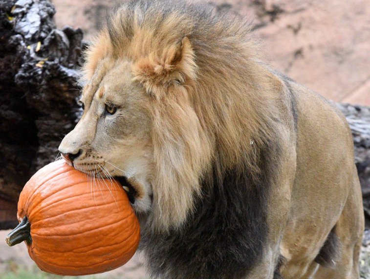Imaginea articolului Halloween este pentru toată lumea. Cum s-au răsfăţat animalele de la un ZOO din Chicago
