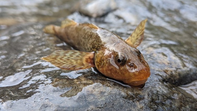 Imaginea articolului O specie preistorică de peşte supravieţuieşte cu greu în apele unui râu din România. Aspretele: o istorie de 65 de milioane de ani pusă în pericol de activitatea umană
