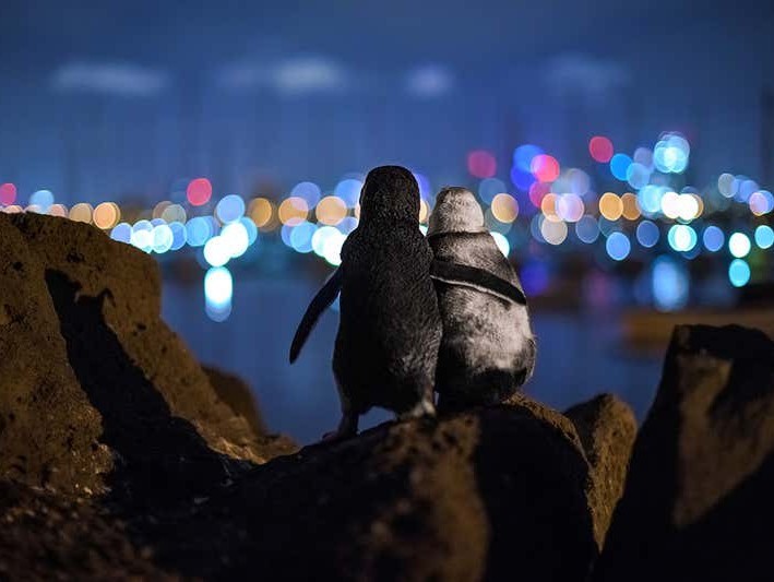 Imaginea articolului O fotografie care surprinde doi pinguini văduvi îmbrăţişându-se înduioşeză internetul