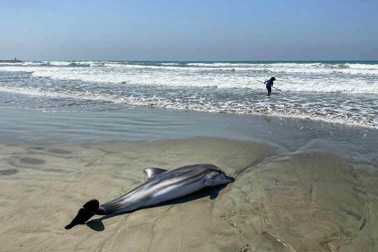 Imaginea articolului Zeci de delfinii au rămas blocaţi pe o plajă din Franţa 