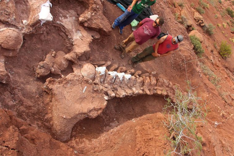 Imaginea articolului În Patagonia a fost descoperit cel mai mare dinozaur găsit vreodată