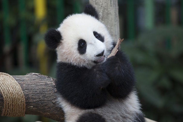 Imaginea articolului De ce este ursul panda alb-negru? Cercetătorii au găsit răspunsul pentru coloritul neobişnuit al îndrăgitului mamifer