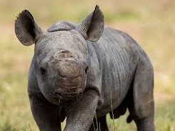 Imaginea articolului Motiv de bucurie la un Zoo din Australia. Un pui de rinocer negru s-a născut în captivitate. Specia este pe cale de dispariţie