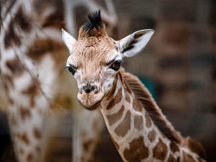 Imaginea articolului Sărbătoare la o grădină zoologică din Marea Britanie. O girafă pe cale de dispariţie tocmai a născut