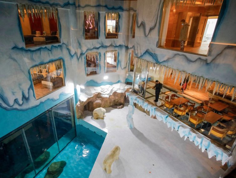 Imaginea articolului Cu ursul polar în cameră. China a deschis un hotel în interiorul căruia trăiesc urşi polari