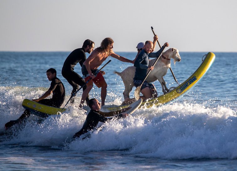 Imaginea articolului FOTO VIDEO Surfing alături de capre. Un instructor din California predă lecţii de surf inedite