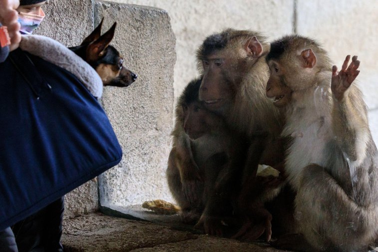 Imaginea articolului O zi de libertate. Peste 20 de maimuţe au evadat din grădina zoologică şi s-au bucurat de un „city break” în Germania