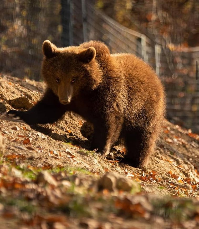 Imaginea articolului Povestea puiului de urs salvat de la moarte acum un an. Kenya a primit o nouă şansă la viaţă