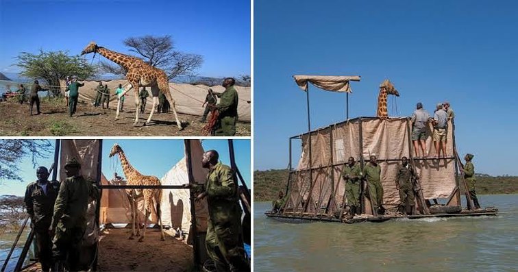 Imaginea articolului Două girafe pe cale de dispariţie, salvate de la înec. Noelle şi mama ei, Ngarikoni, erau blocate pe o insulă din Kenya 