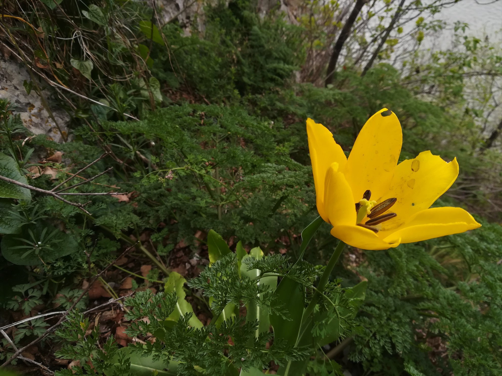 ~ side Southwest Qualification FOTO Laleaua de Cazane a înflorit. Unică în lume, floarea creşte într-o  zonă restrânsă din România şi poate fi admirată în ocazii rare