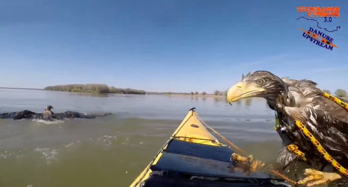 Imaginea articolului VIDEO Vulturii ştiu să înoate. Doi caiacişti au suprins doi vulturi codalb pe Dunăre
