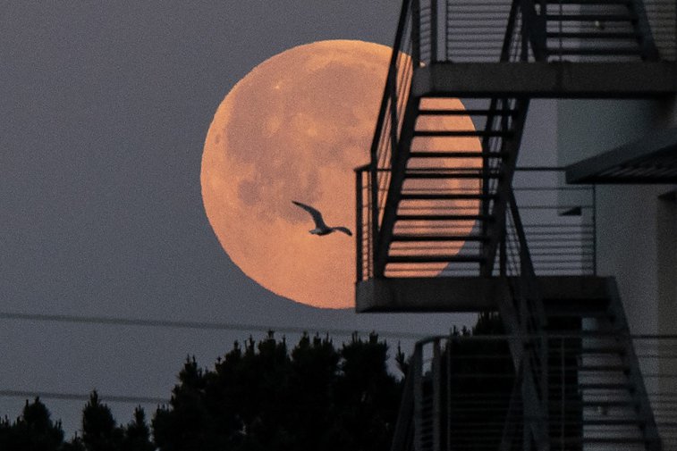 Imaginea articolului FOTO. Cum s-a văzut Luna Roz în diverse colţuri ale lumii