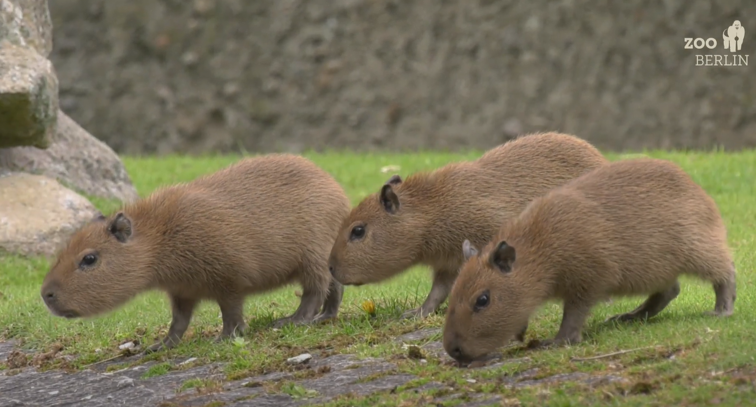 Imaginea articolului VIDEO Cum arată puii de capibara? Primele exemplare născute în Grădina Zoologică din Berlin în ultimii 6 ani