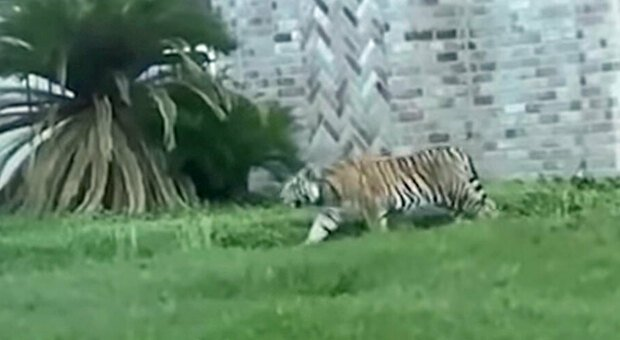 Imaginea articolului Cum a reuşit poliţia din Houston să prindă un tigru scăpat pe străzi