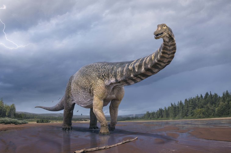 Imaginea articolului VIDEO Cel mai mare dinozaur descoperit în Australia. După 14 ani, paleontologii au ajuns la o concluzie 