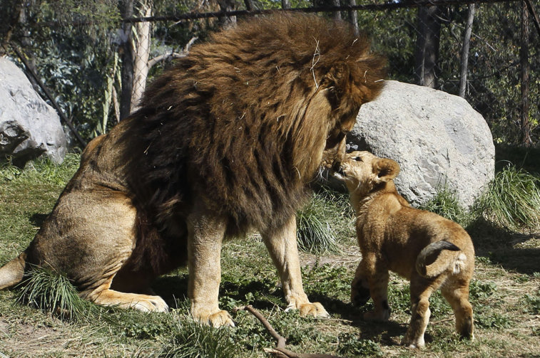 Imaginea articolului Grădina Zoologică din Chile le caută „naşi” animalelor înfometate
