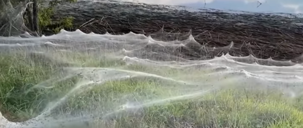 Imaginea articolului VIDEO Imagini uimitoare cu un câmp împânzit. Păianjenii au fost treziţi de ploaie