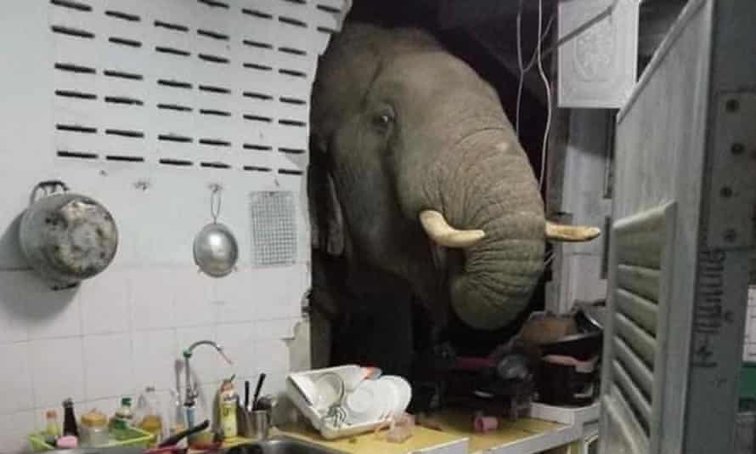 Imaginea articolului Elefantul din cameră...la propriu. O familie din Thailanda s-a trezit cu un oaspete neobişnuit în bucătărie