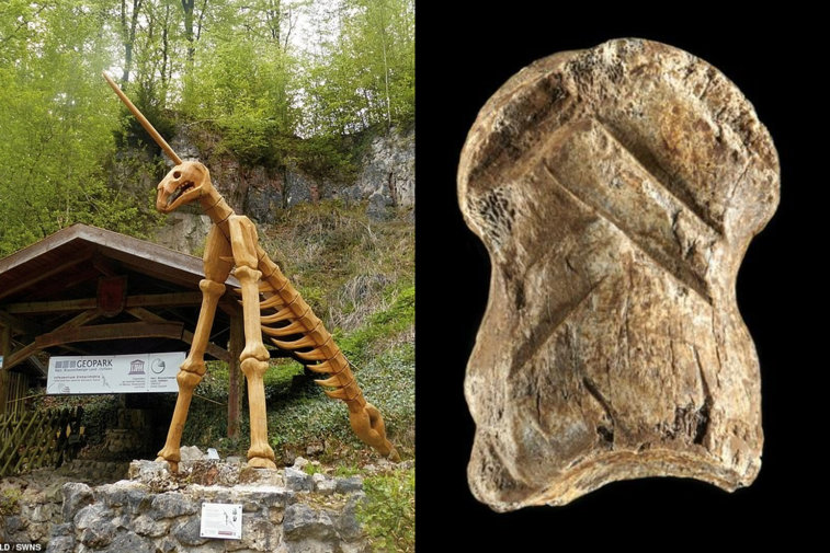 Imaginea articolului Cel mai vechi ornament din lume, descoperit lângă Peştera Unicorn din Europa. Noi dovezi despre preocupările estetice ale Omului de Neanderthal