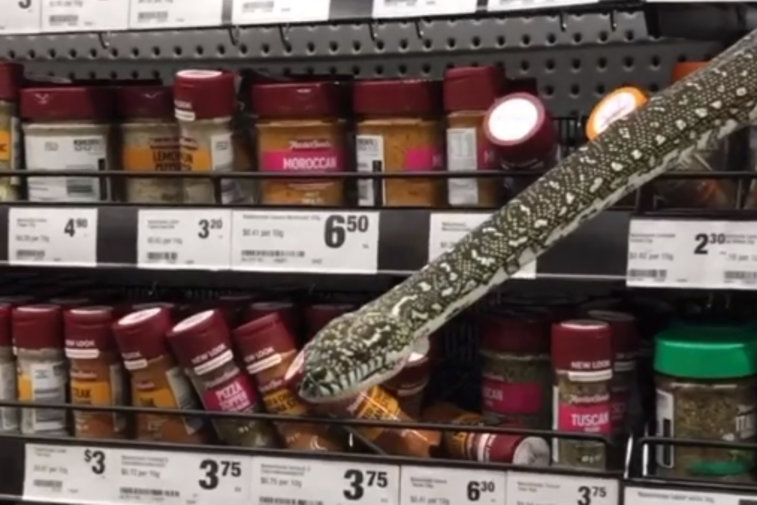 Imaginea articolului VIDEO Întâlnire neaşteptată cu un şarpe la supermarket. „Era la 20 cm de faţa mea, mă privea drept în ochi”