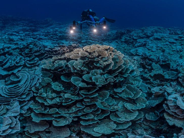 Inedit. Un recif de corali gigant şi magic a fost descoperit la 30 metri adâncime în largul insulei Tahiti|EpicNews